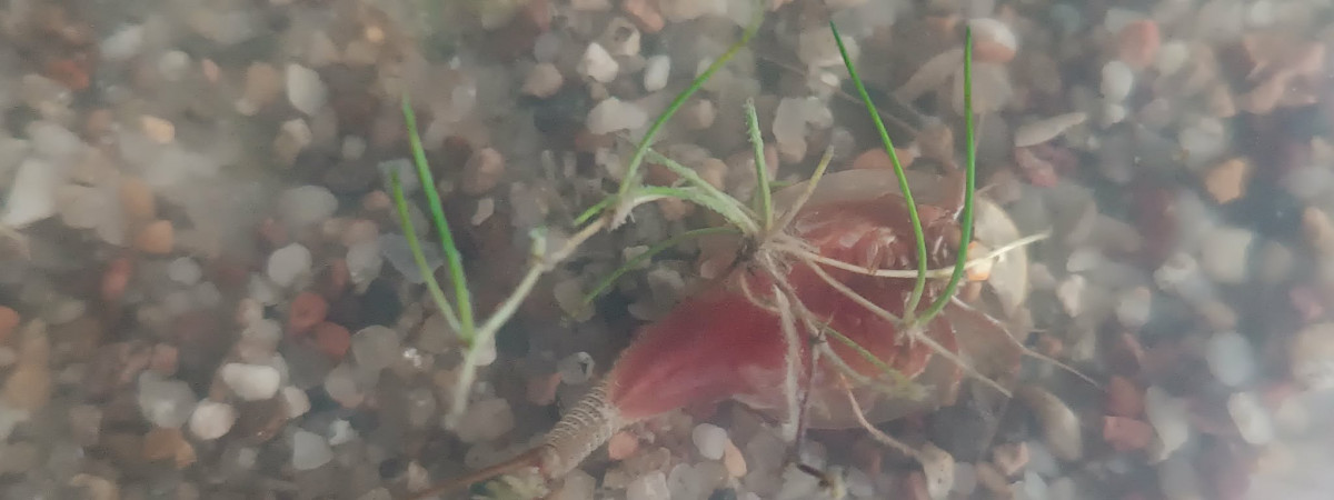 aquarium Triops longicaudatus