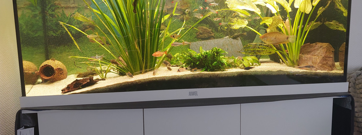 aquarium Amazonien