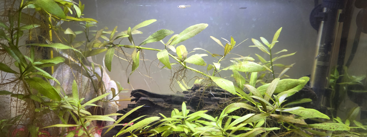 aquarium Repro