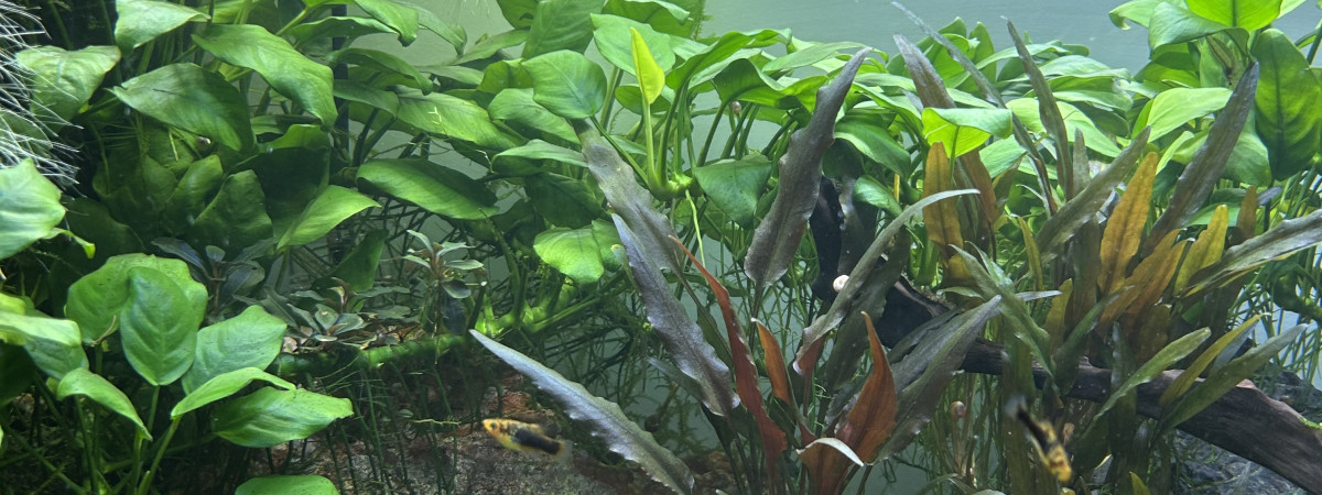 aquarium 120 litres