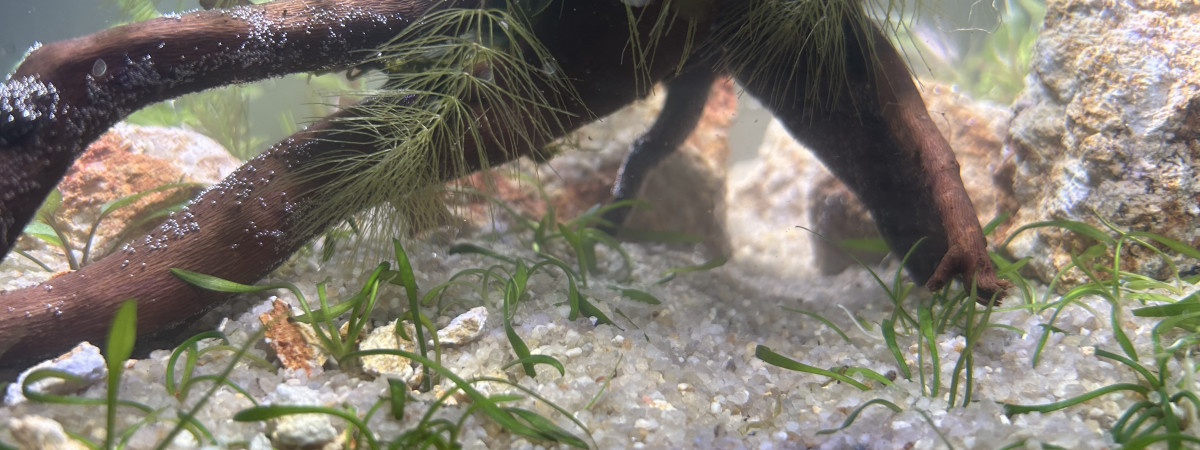 aquarium Nouveau bac 28 litres
