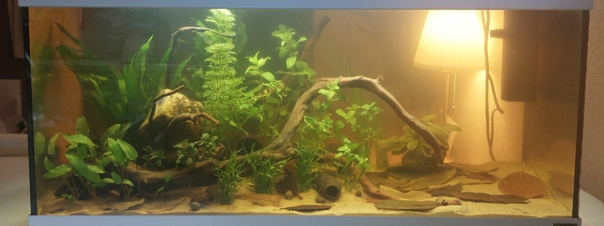 aquarium Amazonien Black Water 80L
