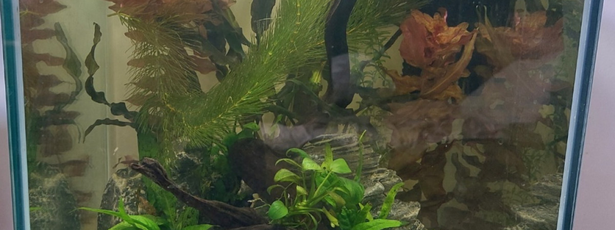 aquarium Betta Plakat Akuma 40l
