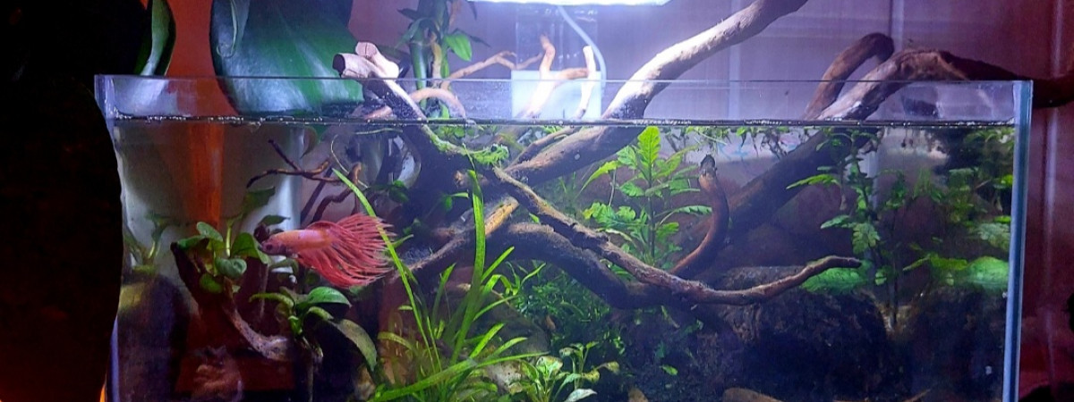 aquarium Betta Splendens Phoenix 25L