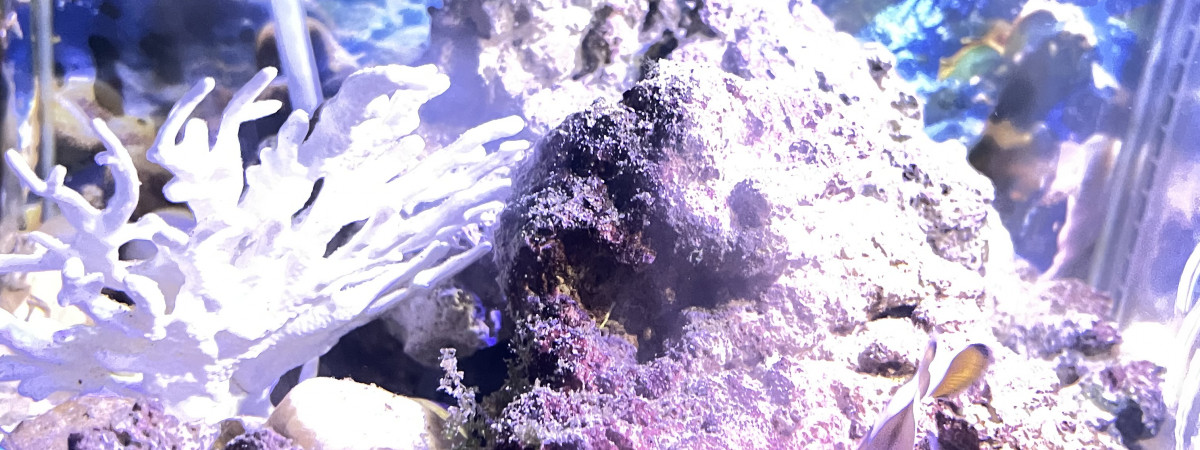 aquarium erv