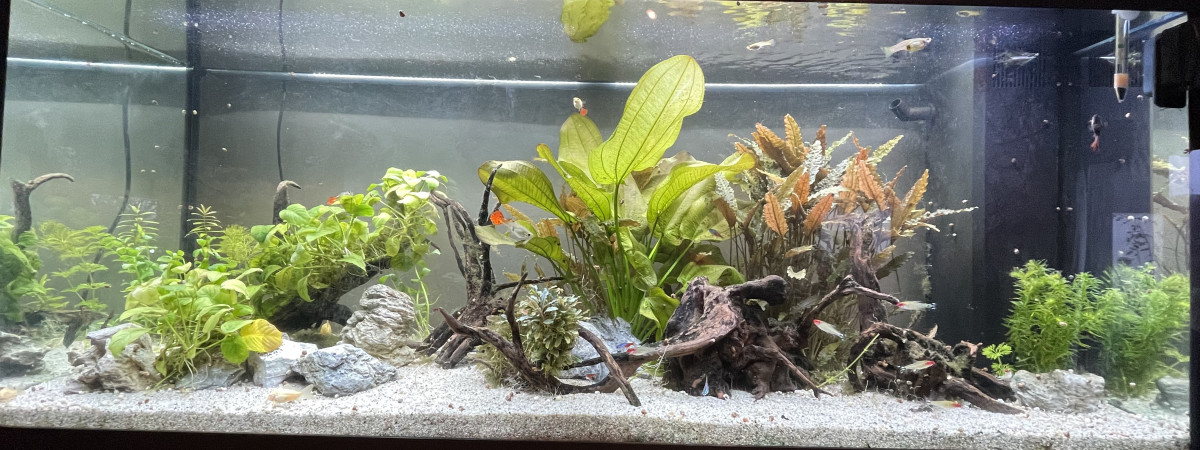 aquarium Wild Balance