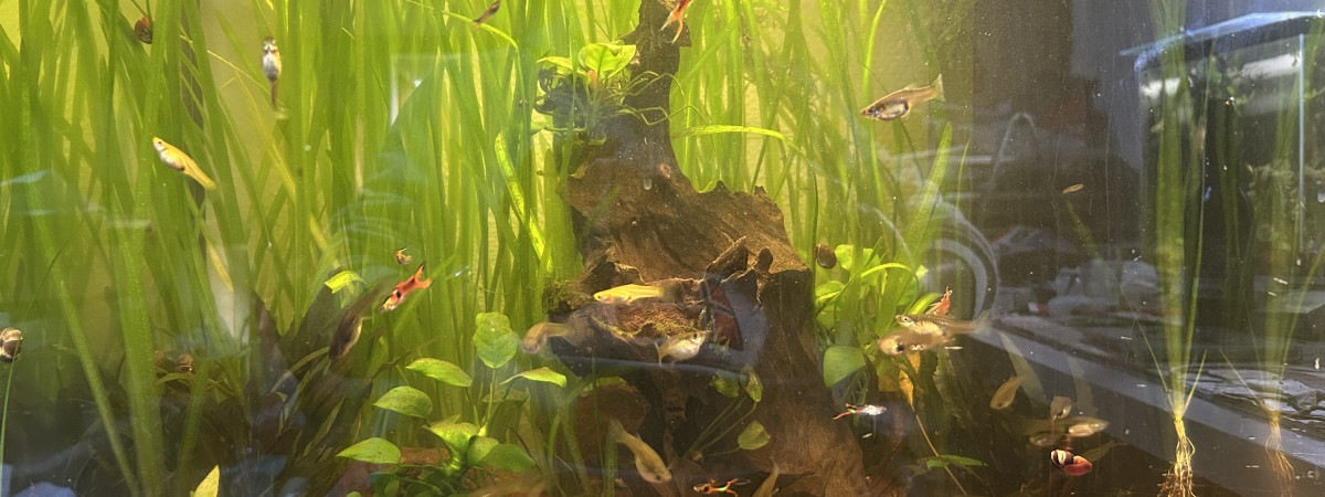 aquarium 110 litres vertical