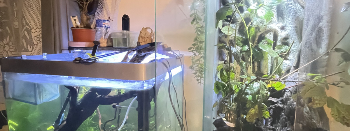 aquarium Terrarium Phasmes feuilles