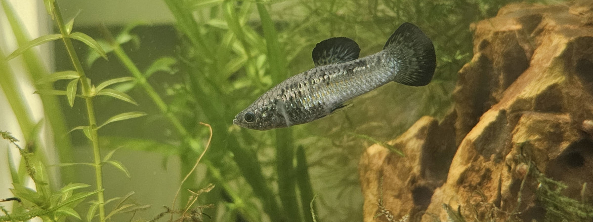 aquarium Molly nain - Poecilia chica