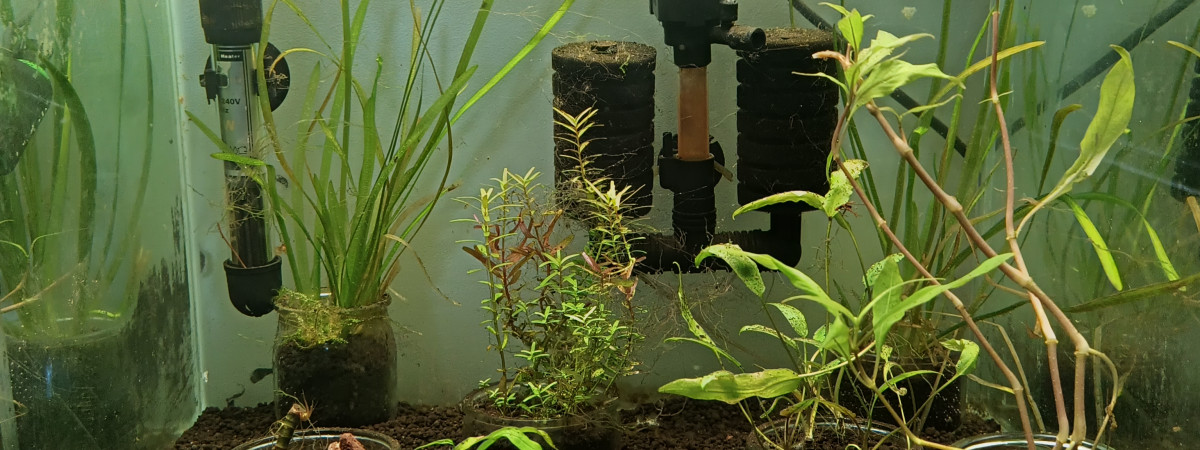aquarium Black Galaxy Zebra Snowflake Fishbone
