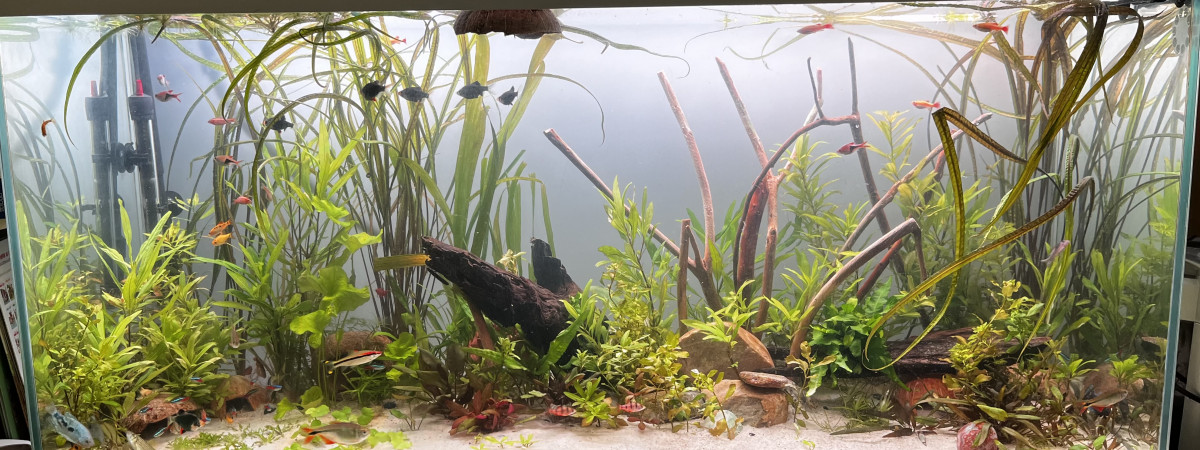 aquarium Mon 200L