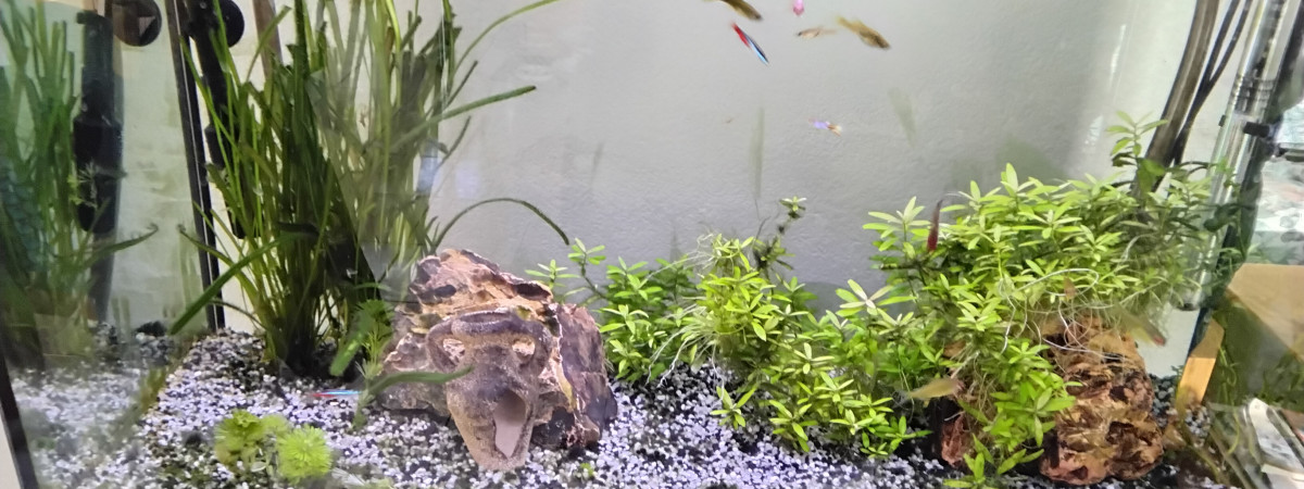 aquarium Aqua1