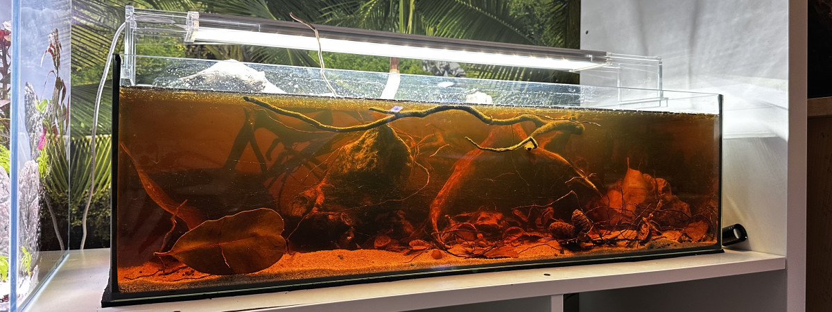 aquarium Ramirezi electric blue