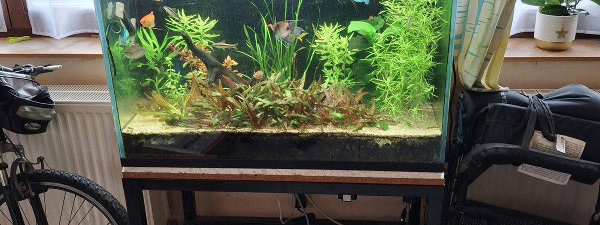 aquarium amazone