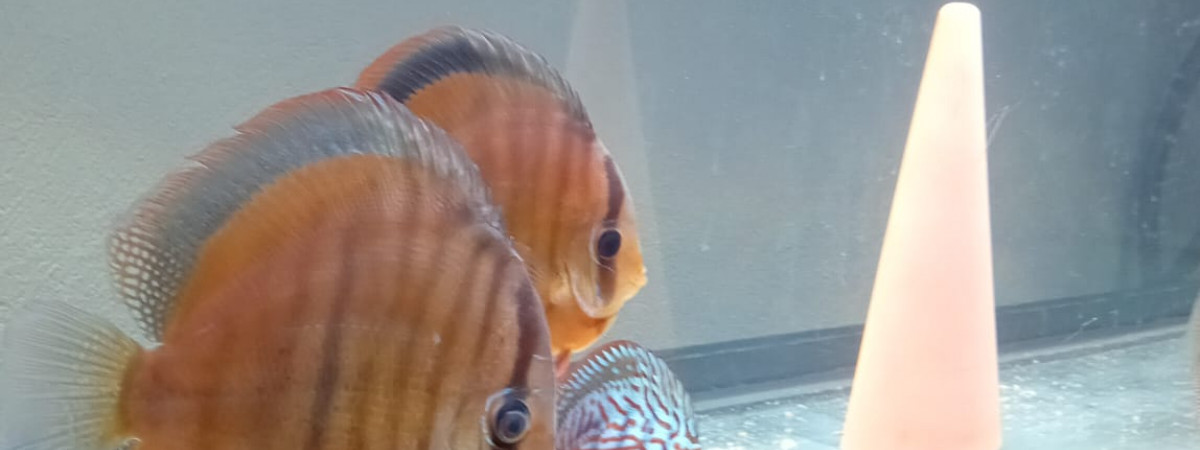 aquarium Bac discus