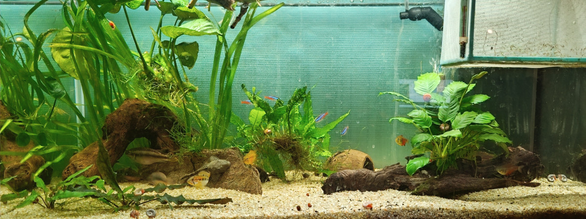 aquarium Amazonien communautaire