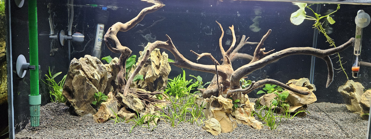 aquarium 60 litres