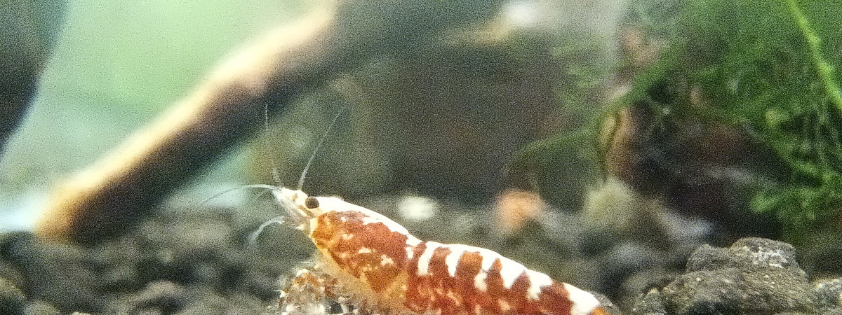 aquarium Red Galaxy Zebra Snowflake Fishbone