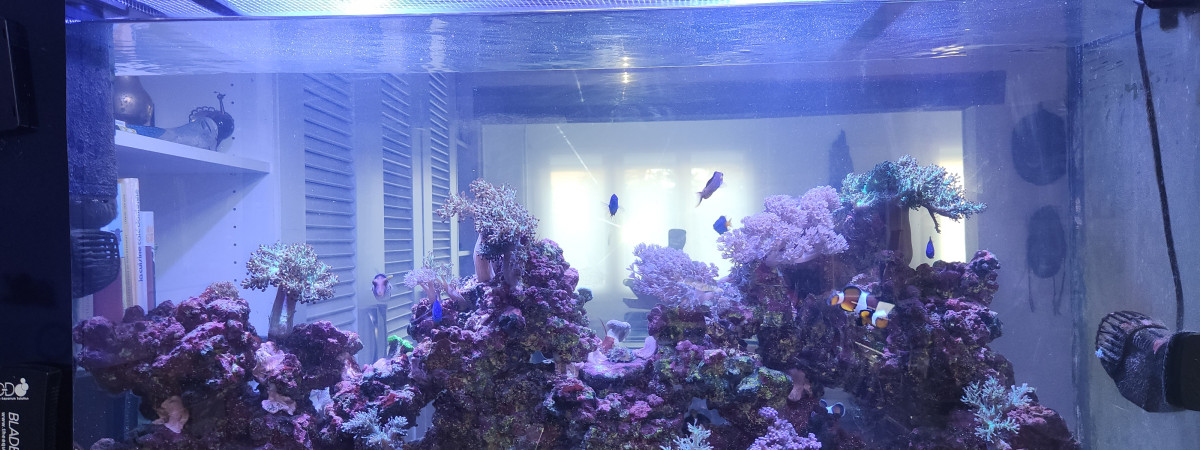 aquarium Aquarium