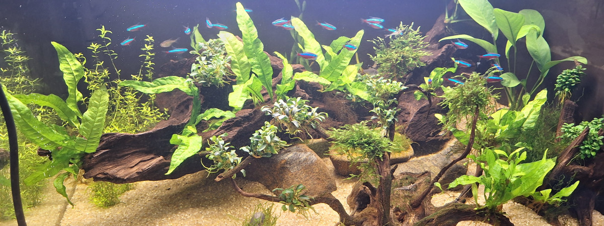 aquarium Ramirezis