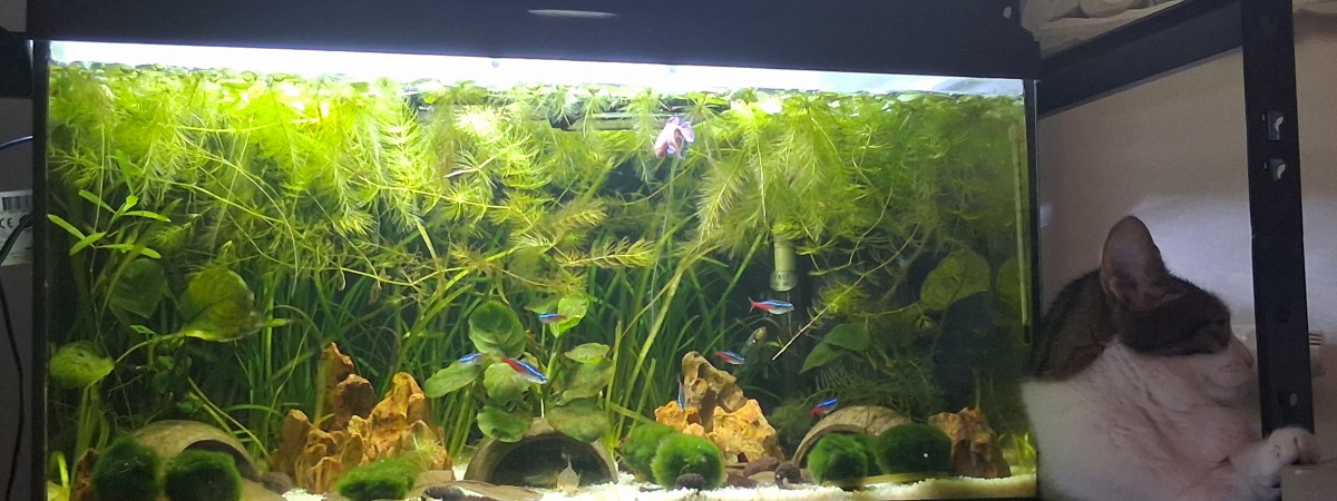 aquarium Betta_dutch60