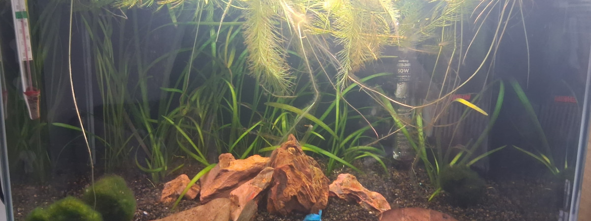 aquarium Betta_dutch60