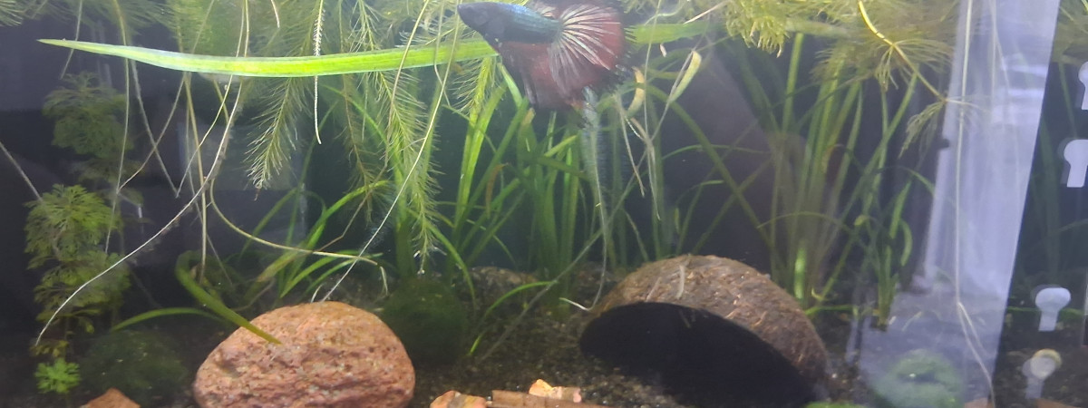 aquarium Betta_dutch60