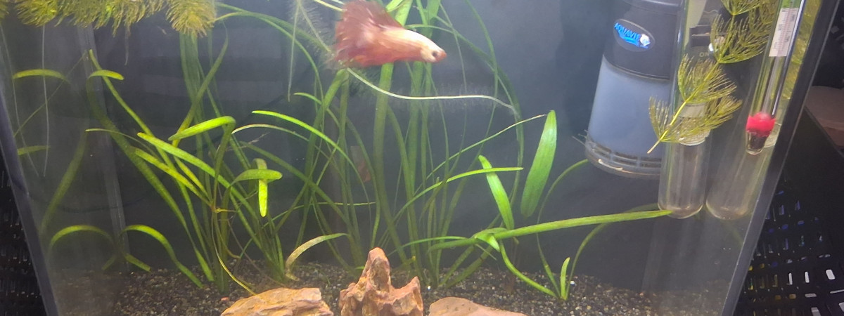 aquarium Betta_dutch60