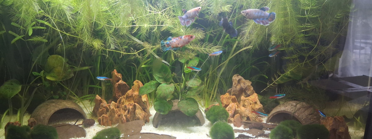 aquarium Betta_dutch60