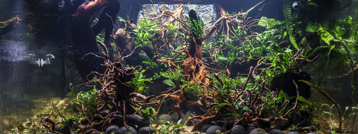 aquarium Discus