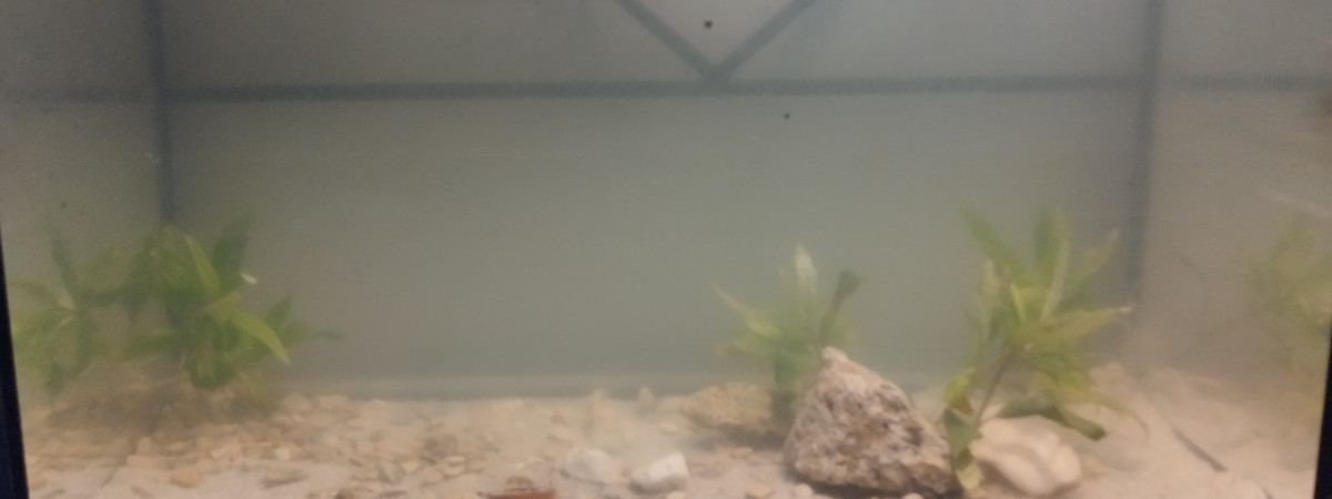 aquarium 60 l low tech