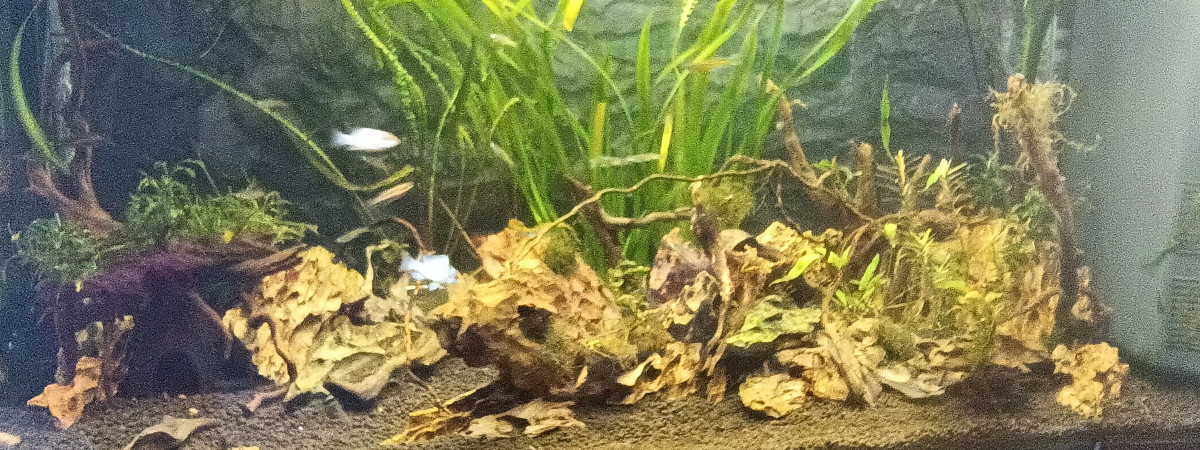 aquarium Aquascape