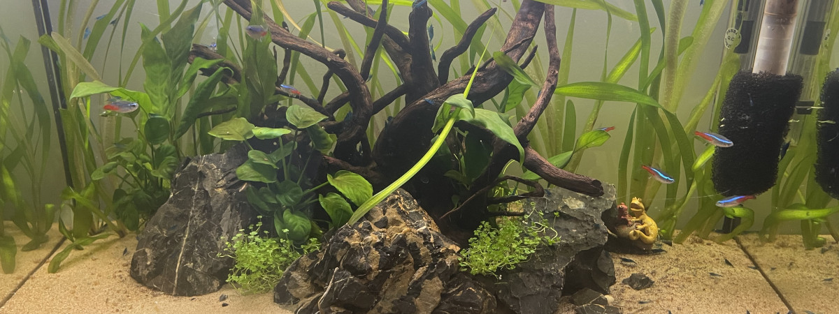 aquarium Crevette