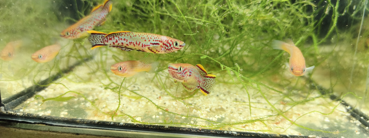 aquarium 121 03 Couple Fundulopanchax nigerianus innidere