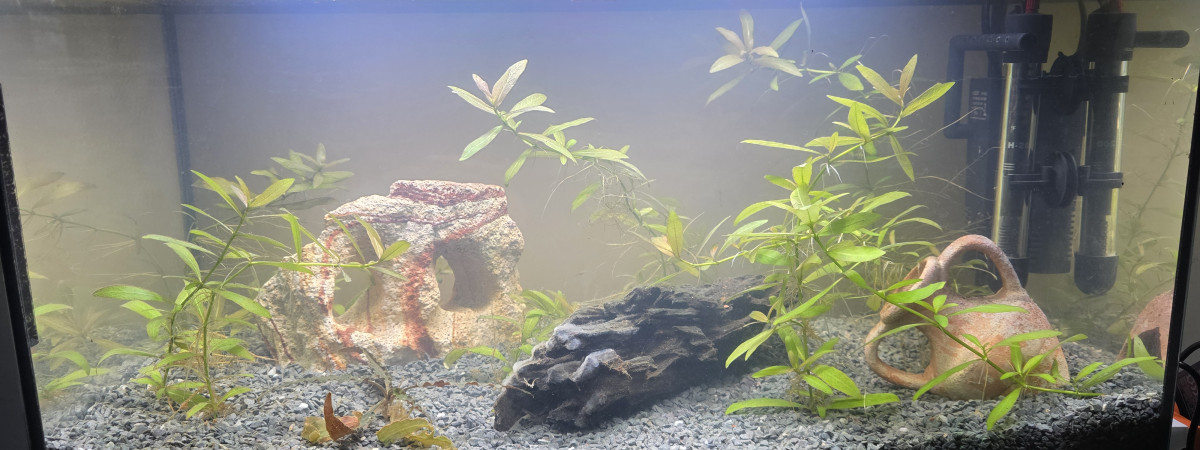 aquarium 60 litres