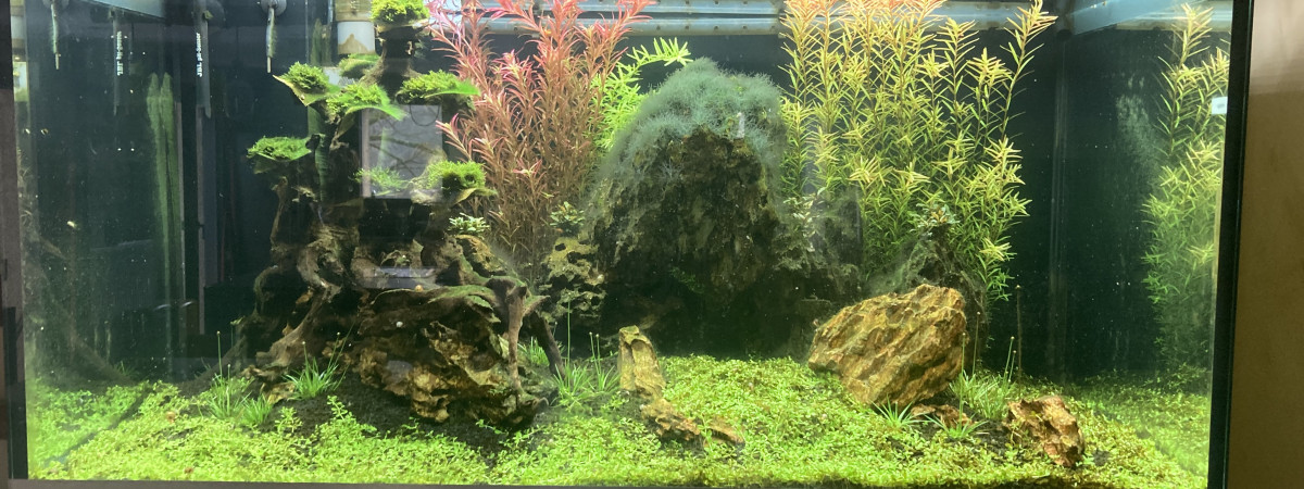 aquarium Oase
