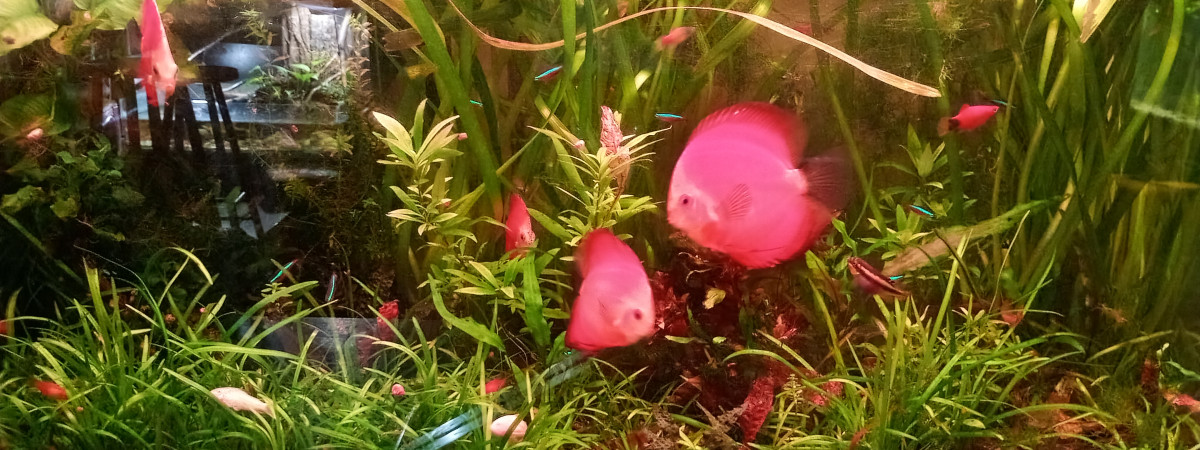 aquarium Aquarium 1