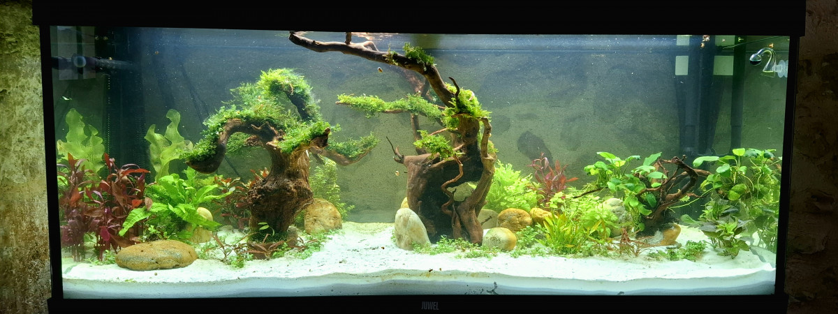 aquarium 240L