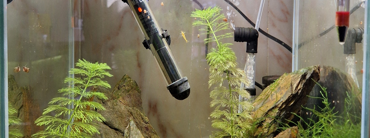 aquarium Neocaridina yellow