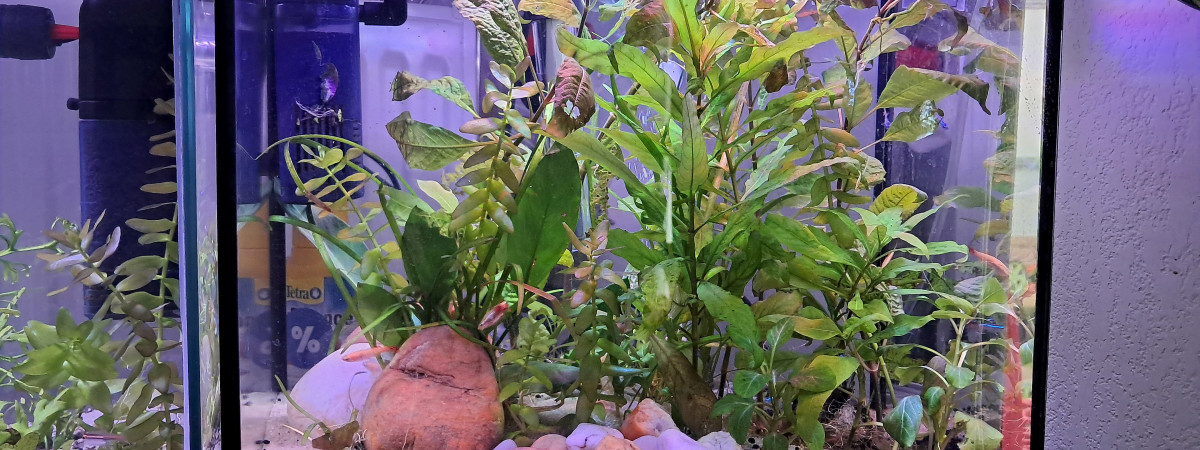 aquarium Aqua