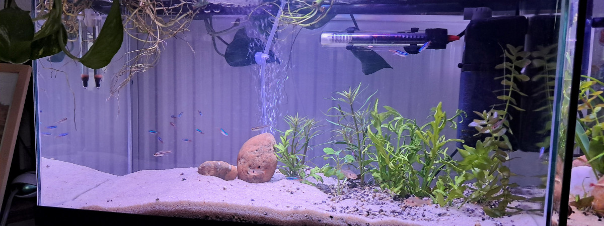 aquarium Communautaire 70 litres