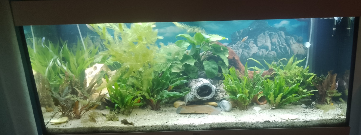 aquarium Bob