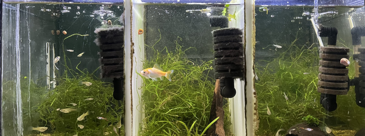 aquarium Le trois en un 60l