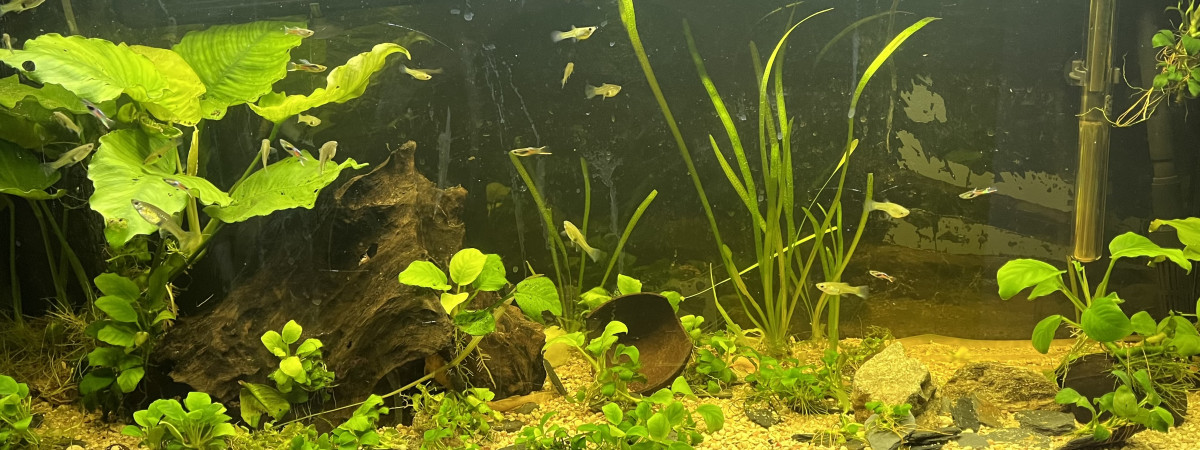 aquarium Le collectif 102l