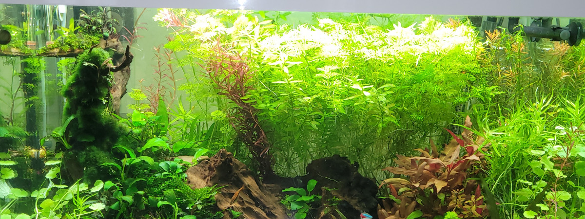 aquarium DA SILVA