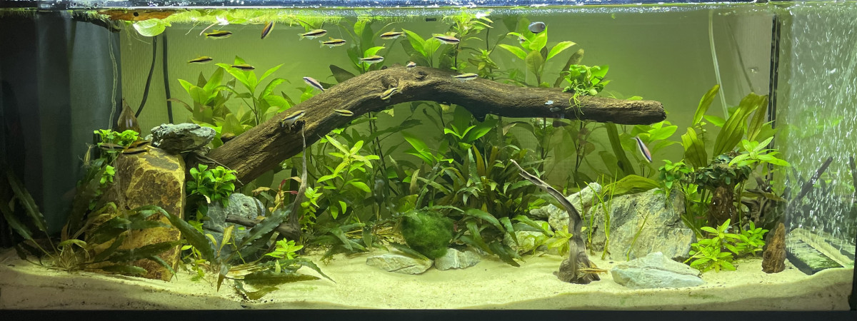 aquarium Tetra aqua
