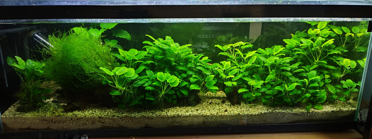 aquarium Bac Amérique du Sud