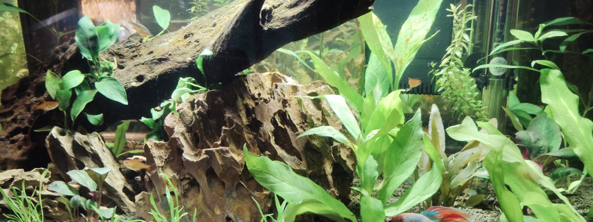 aquarium 60L