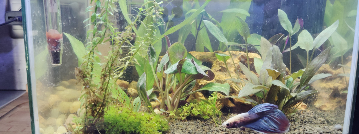 aquarium Nano a betta