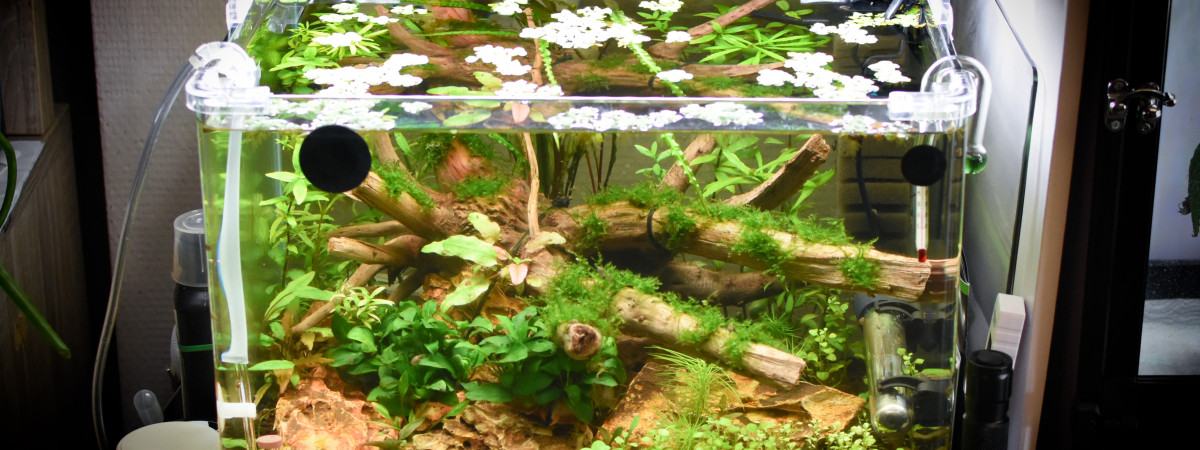 aquarium Aquarium
